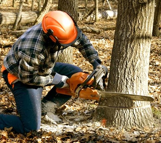Tree Removal in Armour, SD